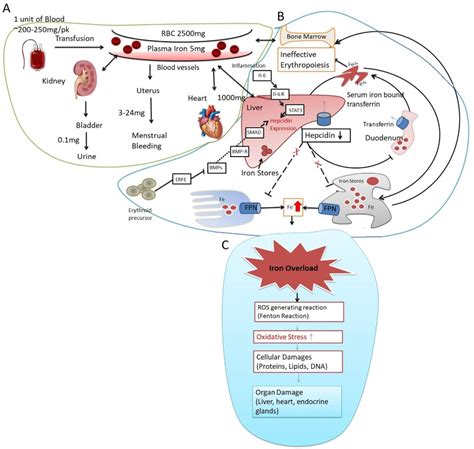 beta thalassaemia treatment|A Review of Iron Overload in Beta.